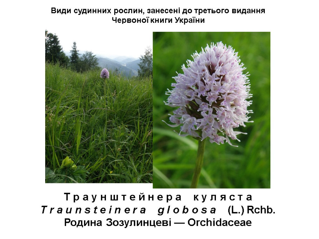 Види судинних рослин, занесені до третього видання Червоної книги України Т р а у